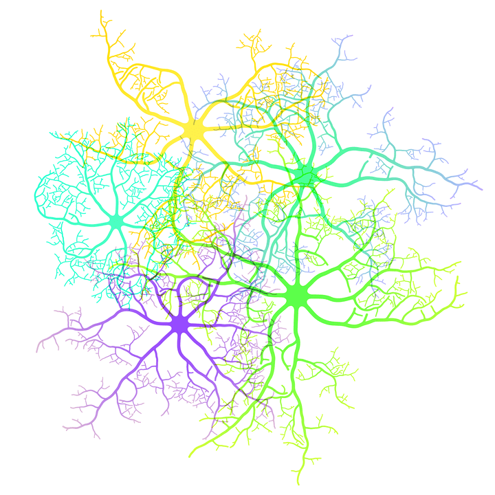 Branching Studies
